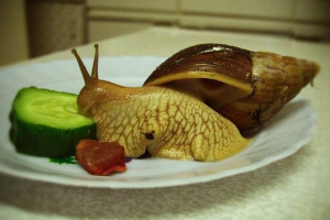 Kako i šta da nahrani puž? Kako i šta da nahrani puž?